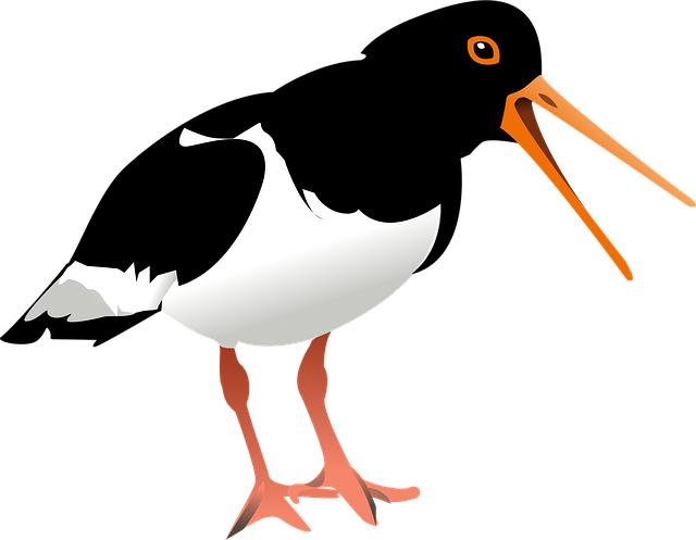 Scholekster